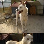 <b>동탄</b>에서 잃어버린 진돗개 찾아요! (사진有)