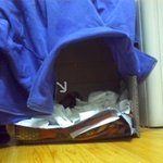 [사진有]창문에 부딪힌 새를 도와줬어요