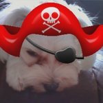 ★우리집귀염둥이! 징구를 소개합니당!★