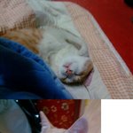 <b>런닝</b>머신 타는 우리집 고양이