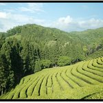 녹차의 무한매력 (미용,녹차 <b>와플</b>,잇몸염증)