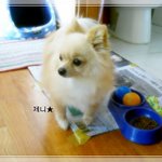 저희<b>집</b> 강아지 <b>제니</b>를 소개합니다♥