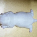 보고만 있어도 왠지 눈<b>정화</b>되는 강아지