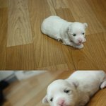 자랑하고싶네요 우리<b>아가</b>