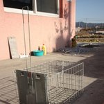 후기] 사진有 학대받았던 길냥이 나비, 수술 잘 마쳤습니다