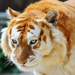 <b>돌연변이</b>? 이종교배로 태어난 동물