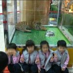 노원<b>구청</b> 호랑이전시.. 호랑이들 넘 불쌍해요ㅠ