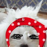 <b>말썽</b>을부려도귀여운우리강아지