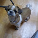 [사진有] 강아지 주인을 찾습니다. 네티즌 여러분 도와주세요.