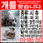 신북면 기지리 광복택시 앞에서 잃어버린 시츄<b>암컷</b> 찾아요