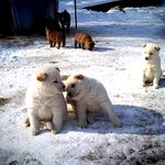 백구의사랑이야기