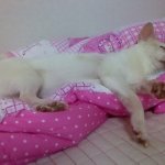 사라울집 할아버지 뽀<b>린스</b>를 소개합니다 ㅋㅋ