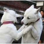 나만의 스트레스 해소법! 모바일게임에 빠져도 좋은듯..ㅋ