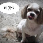 "사과보다 가벼운 캠코더" 소니 dcr-sx40