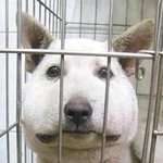 <b>학대</b>견유기견...그리고내추억