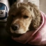 버려진 이 아이를 도와주세요 [인천 <b>임</b>보처라도 급히 구해요]