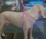 [인천]  잉코 새 주인님및 <b>임보처</b> 급히 찾습니다 이아이 좀 도와주세요