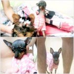 저희강아지를 찾아주세요 ㅠㅠㅠ