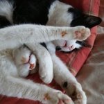 웃기게 자는<b>동물</b>들