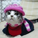 <b>야옹</b>아~ 아푸지말고 건강하게만 커다오