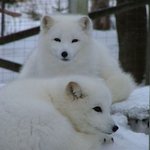 북극여우vs<b>사막</b>여우, 너무 예쁜데?