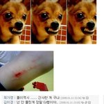 저희집은 애완견이아닌 <b>미친개</b>를키우고있습니다