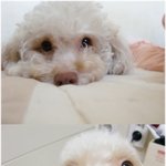 미용<b>전후</b> 뽀실양 예뻐요