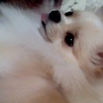 우리 사랑스런 포메들... <b>혜민</b>이와 달구예요~