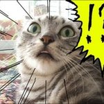 미수다 리에 <b>독도</b>발언...아오...