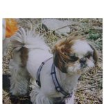 (강아지 찾아요) 전남 강진분들 봐주세요(시<b>츄</b>, 여아, 9살)