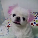 [경기 광명] <b>햇살</b>이를 찾습니다