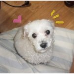 유기견 <b>몽이</b> 주인을 찾아요..ㅜ