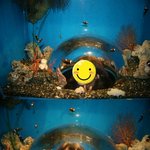 물에 빠지지 않고 <b>스노</b>쿨링느낌내는법!!