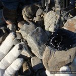 당진 기름 유출 봉사팀 모십니다~!!