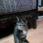 고양이를 구해주세요 ㅠㅠ