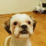 [구리] - 저희놀부(시<b>츄</b>남아2세) 찾는거좀 도와주세요t_t