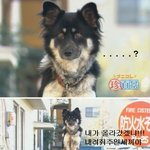<b>화제</b>) 먼산 바라보는 눈빛, 담에 걸터앉는 견공
