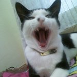 고양이<b>하품</b>ㅎㅎ