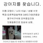 잃어버린 강아지를 찾습니다.