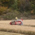 <b>식물</b>학대의 참상(수정)