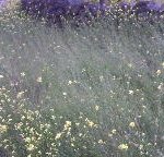 beside the green green grass ♡