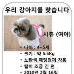 강북구 <b>수유동</b> 노란색 패딩점퍼 입은 시츄 여아 찾습니다
