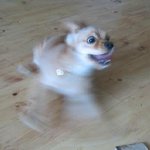 악마<b>견들</b>의 무서운 위엄들