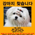 강아지가 없어졌어요 한번만 봐주세요 제발 부탁드려요