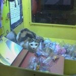 [<b>사진</b>有]우리 동네 인형 뽑기 <b>안</b>에.......