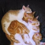 <b>동물</b>이건 사람이건 제일 예쁜 모습은...