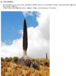 가장 이상하게 생긴 식물 <b>top</b>10