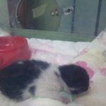 쓰레기봉투에서 고양이를 발견했어요 - 사진 有 -