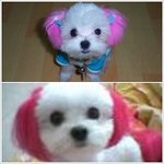우리 강아지 어쩜좋아요 ㅜ