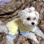 강아지가 너무 불쌍합니다ㅠㅠ